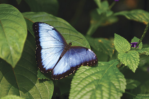 butterfly_conservatory
